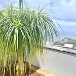 Cassolino * Ribeira Brava