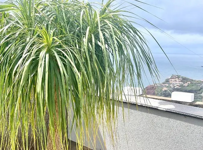 Cassolino * Ribeira Brava